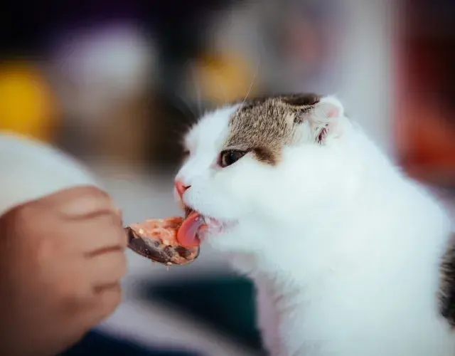 Atum para gatos
