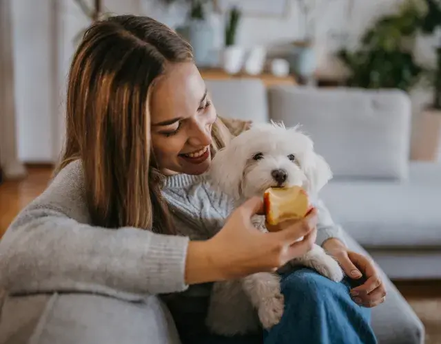 maça para cachorro