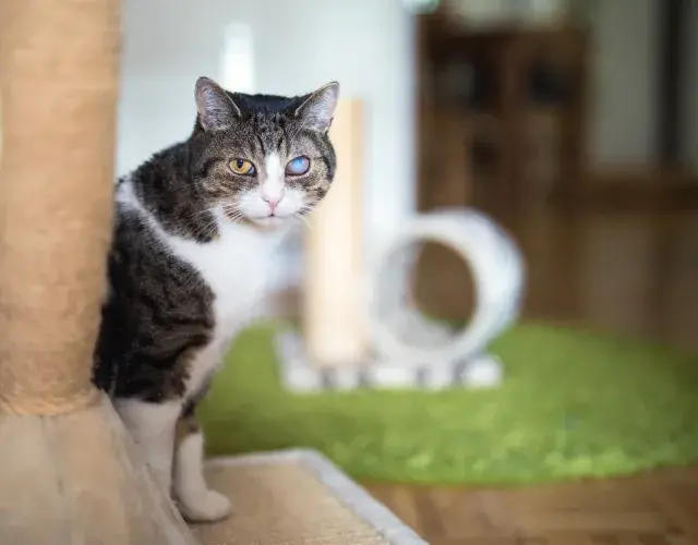 gato cego