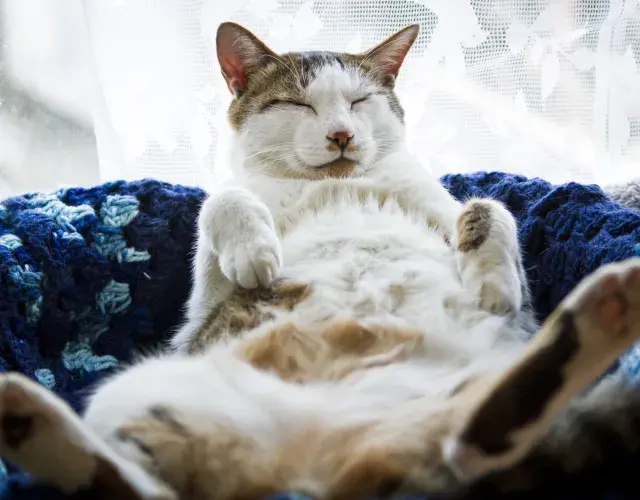 gato relaxado