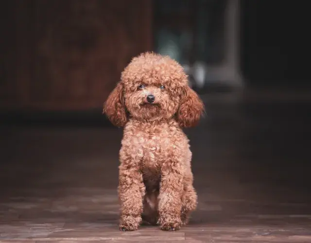 Poodle marrom