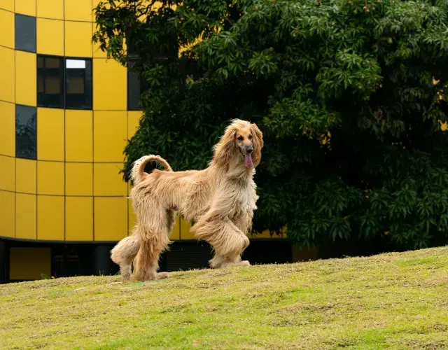 Galgo no gramado