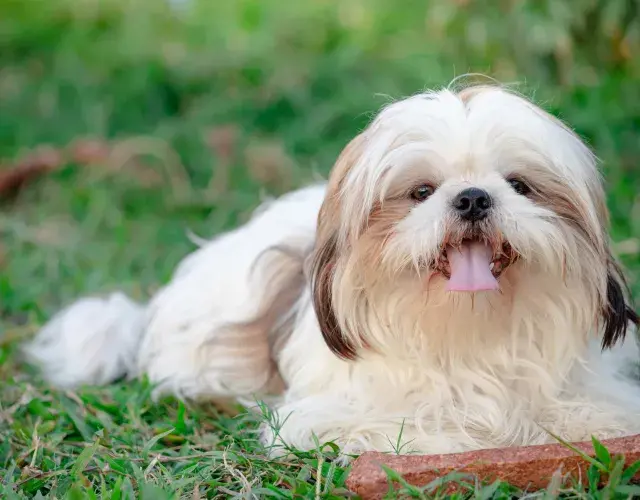 cachorro Shh Tzu deitado na grama