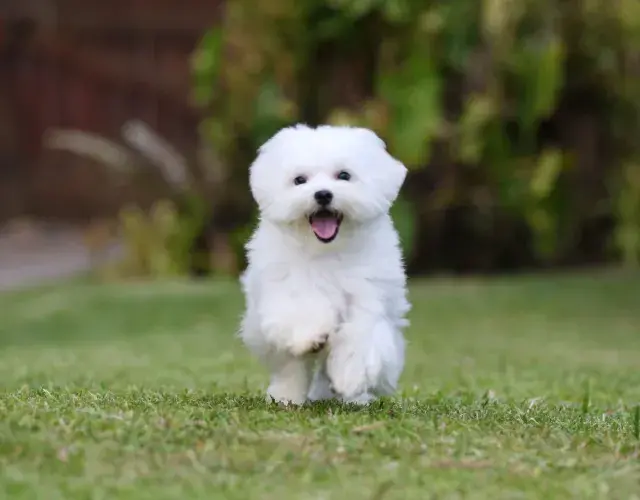 Cachorro Maltes na grama