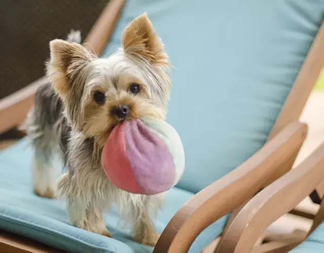 cachorro Yorkshire com bolinha na boca