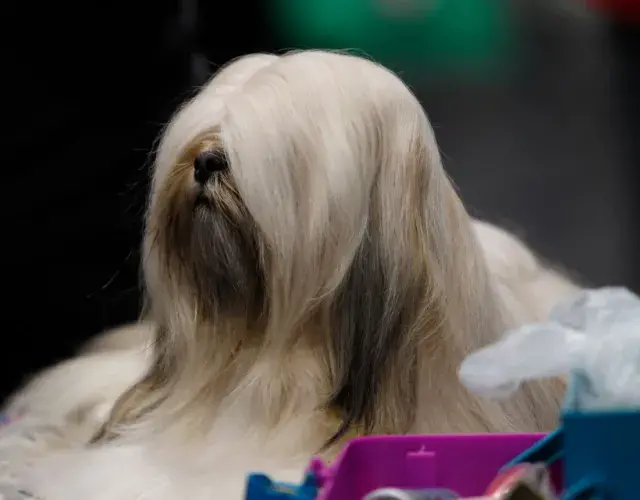 Cão cabeludo da raça Lhapa Apso