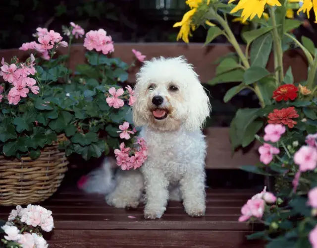 Bichon Frisé em meio as flores
