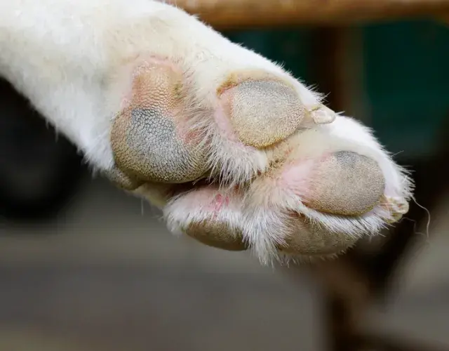 almofadinha da pata de cachorro