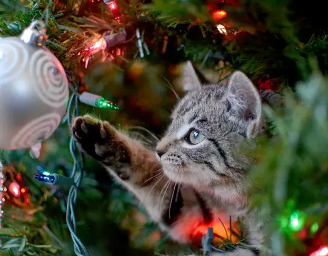 gatiho tentando pegar enfeite de árvore de natal