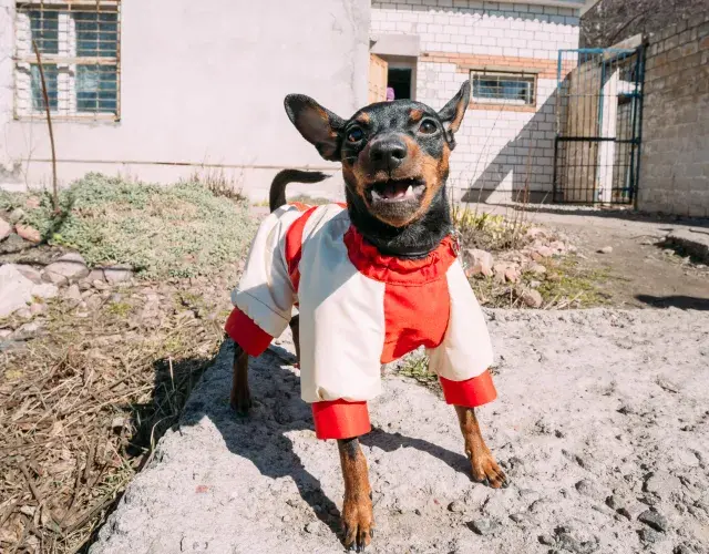 cachorro pinscher latindo