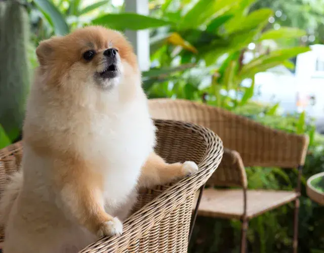 Lulu da Pomerânea latindo