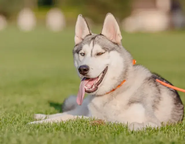 Husky Siberiano na grama