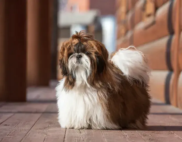 Cão da raça Shih Tzu