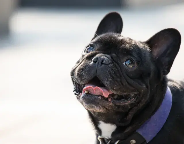 bulldog com calor