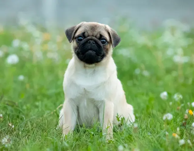 Pug na grama