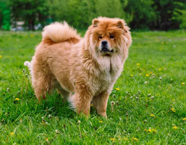 Chow Chow na grama