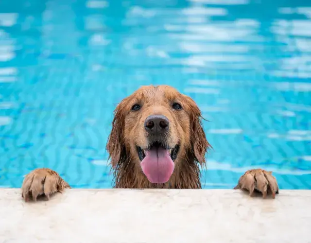 cachorro Golden Retriever na piscina