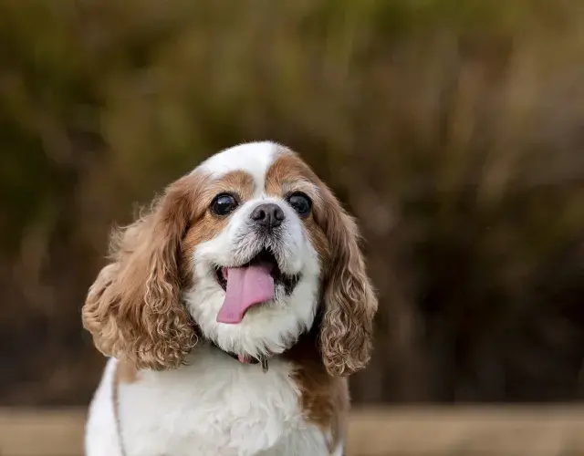 Cavalier King com lngua para fora