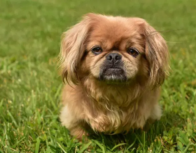 Cachorro pequines sentado na grama