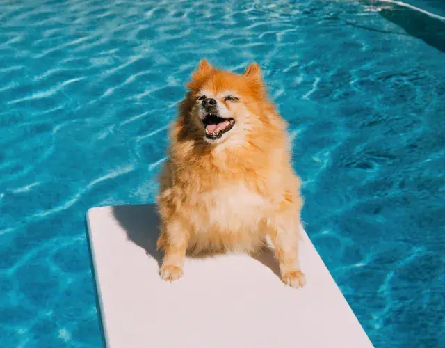 Lulu da pomerânea na piscina
