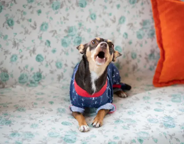 Chihuahua latindo em cima do sofá