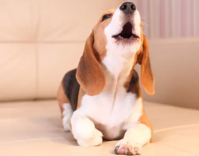 Beagle latindo em cima do sofá
