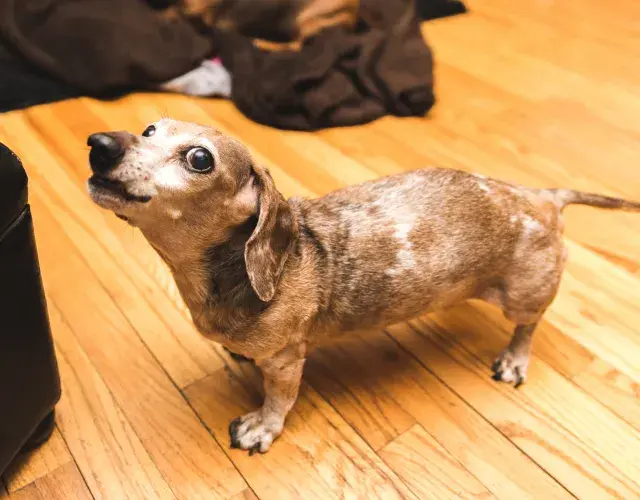 Cachorro salsicha latindo