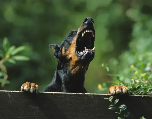 Doberman latindo
