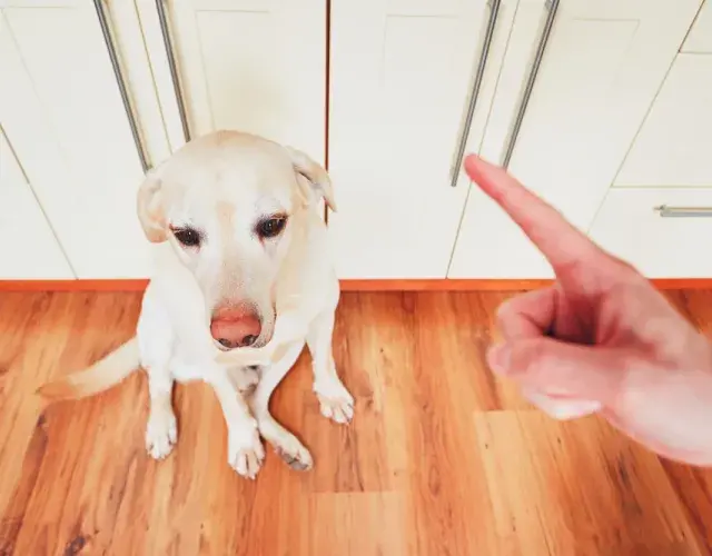 cachorro levando bronca após fazer algo errado