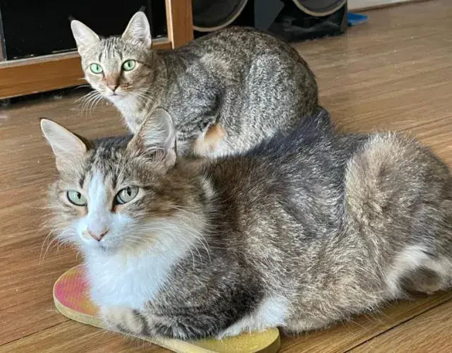 gatinhos em cima do chinelo