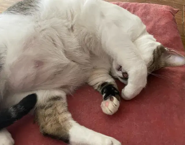 gatinho dormindo com pata no rosto