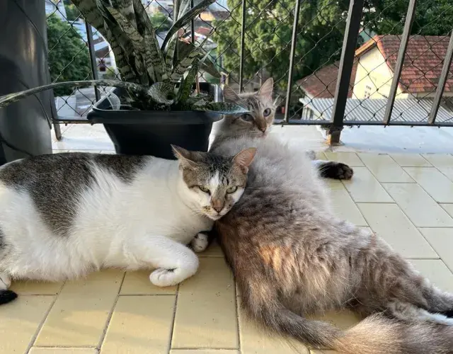 gatinhos deitado na varanda