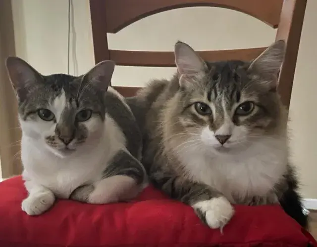 dois gatos na cadeira