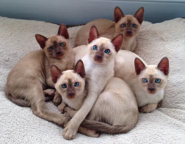 gato tonquines filhote