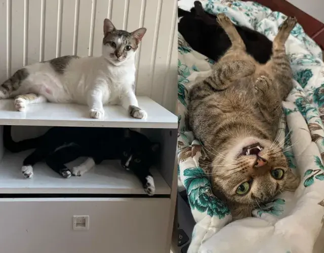 monatagem com foto de dois gatos
