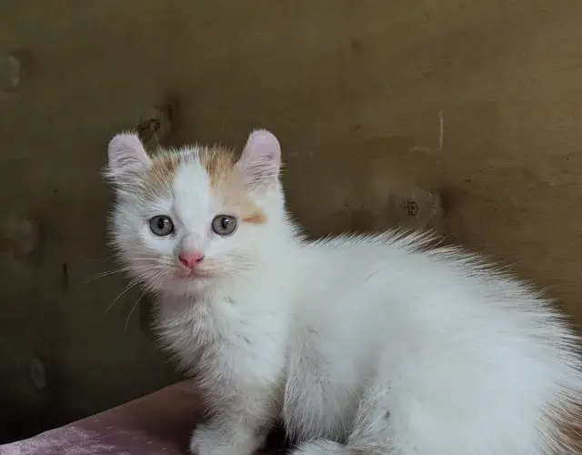 gato Kinkalow
