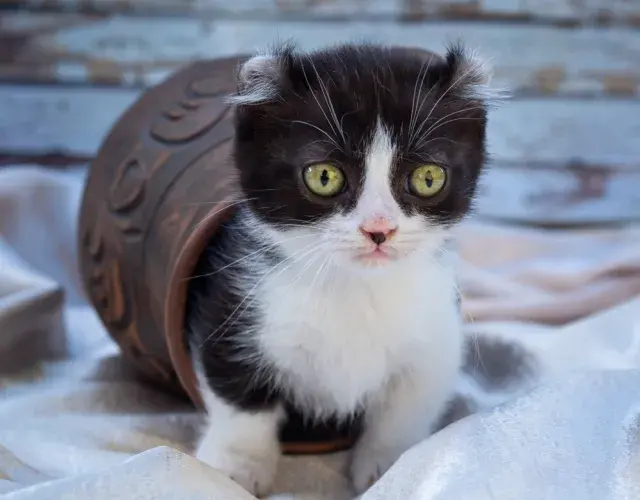 gato Kinkalow