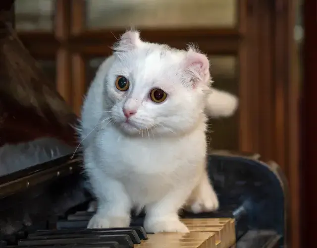 gato Kinkalow