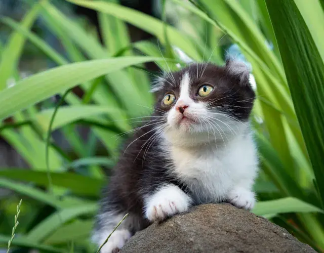 gato Kinkalow