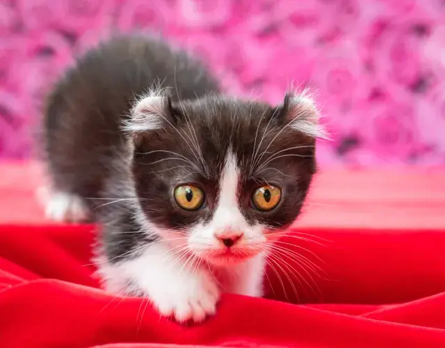 gato Kinkalow