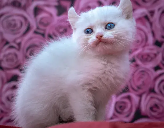 gato Kinkalow