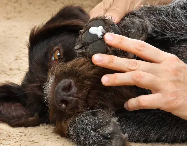 Humano passando hidratante na pata de cachorro