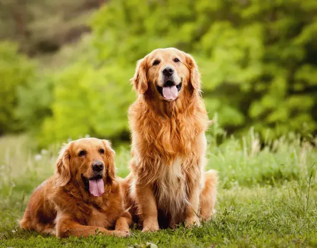 Dois cães da raça Golde Retriever lado a lado
