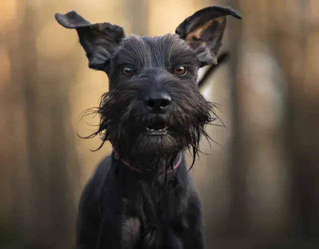 Schnauzer preto
