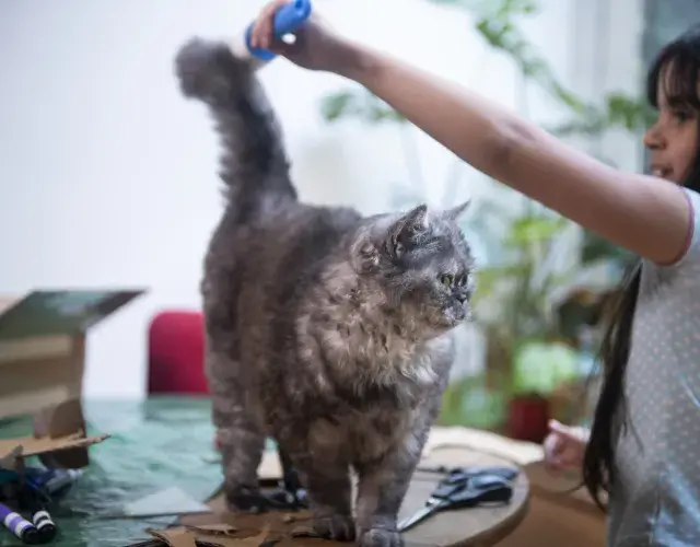 Mulher penteando pelo de gato