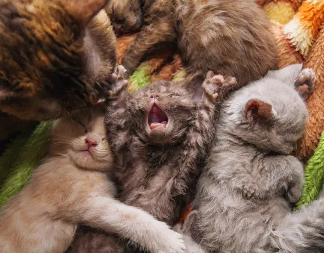 filhote de gato