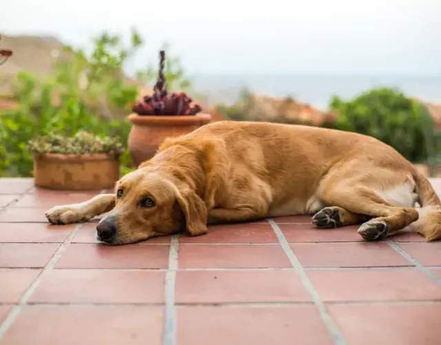 cachorro prostado deitado no chão