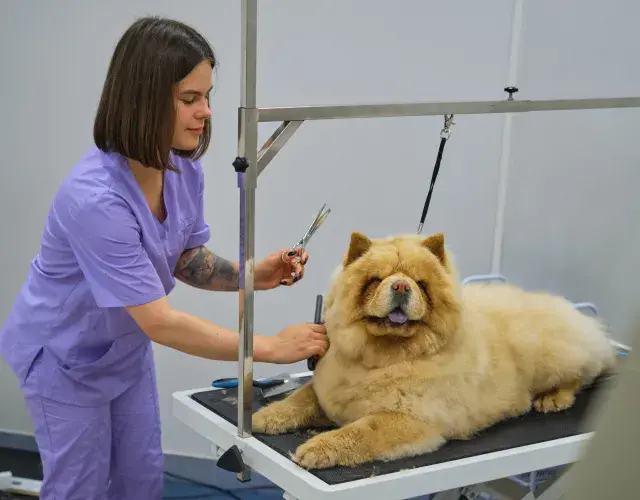 Mulher tosando um chow chow