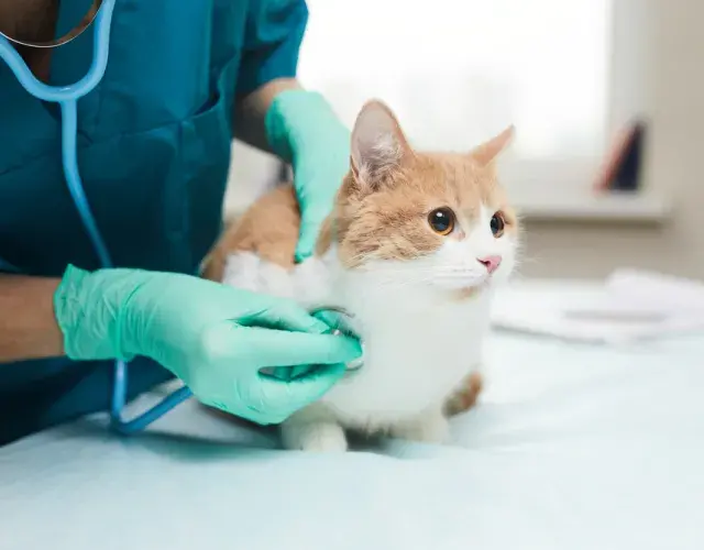 gato sendo consuultado por veterinário