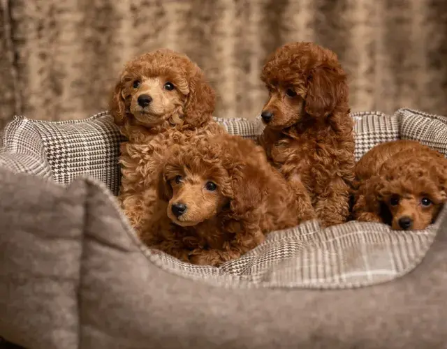 Filhotes de Poodle marrom deitados em cama de cachorro
